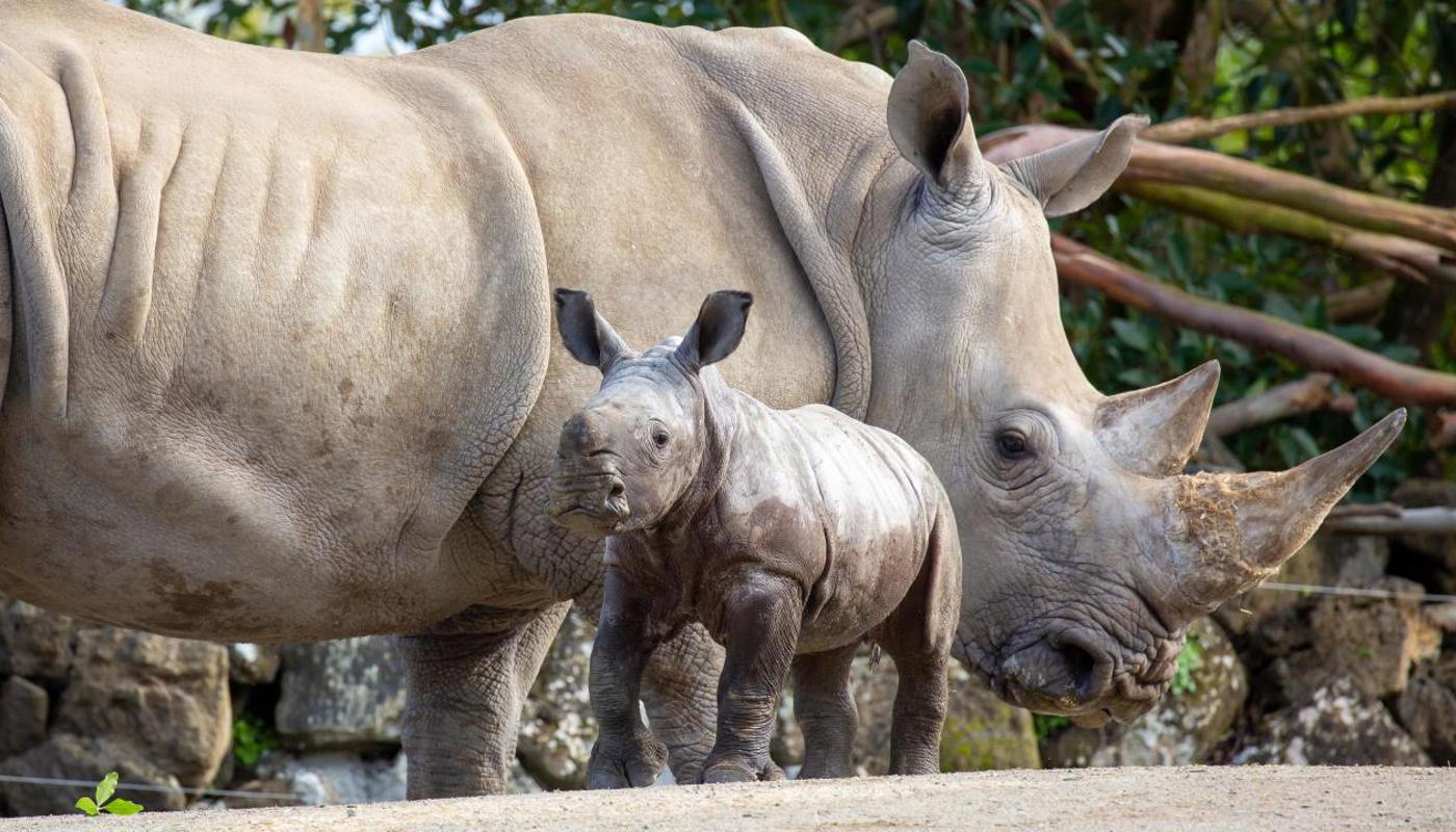 Rhino mum Jamila with calf Nyah