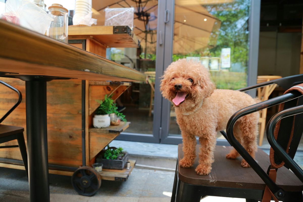 Dog-friendly restaurants and cafés in Auckland