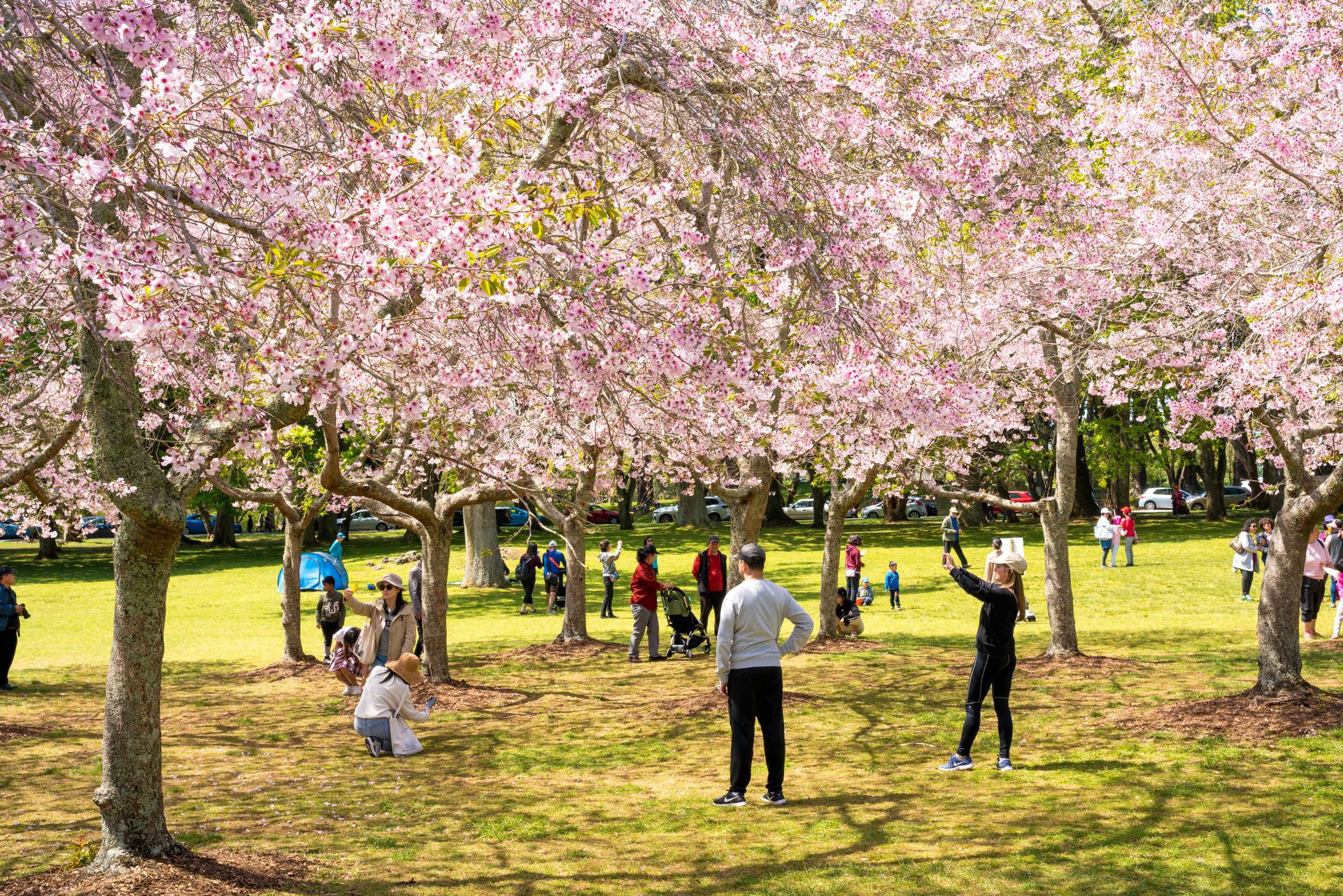 Best Spots to see Auckland's Cherry Blossoms