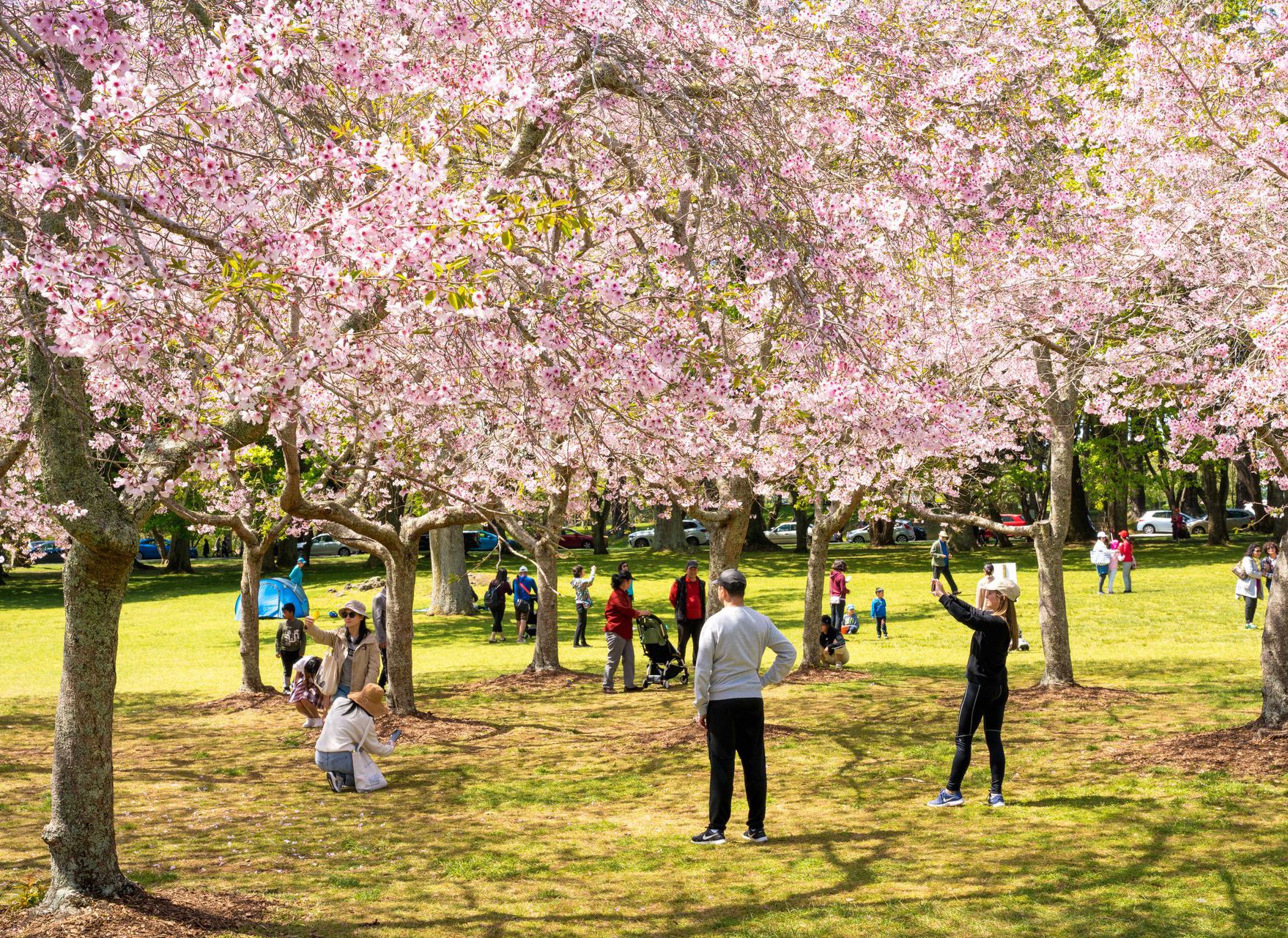 <span class='hyphen-text'>Best Spots </span><span class='hyphen-text'>to see </span><span class='hyphen-text'>Auckland's </span><span class='hyphen-text'>Cherry Blossoms</span>