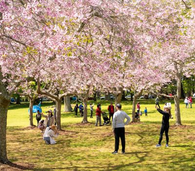 Best Spots to see Auckland's Cherry Blossoms