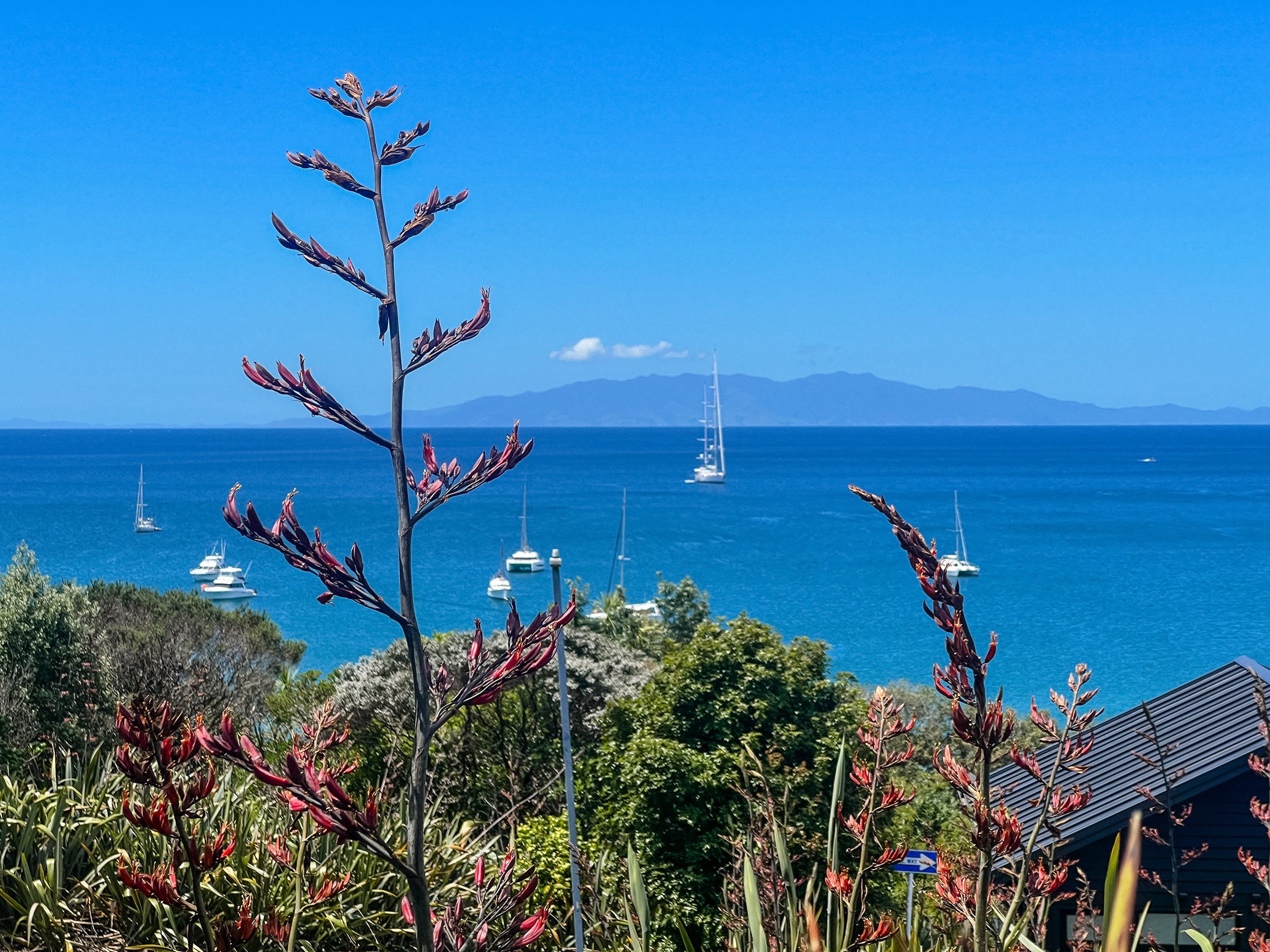 The Nomad Almanac's Auckland on a Budget