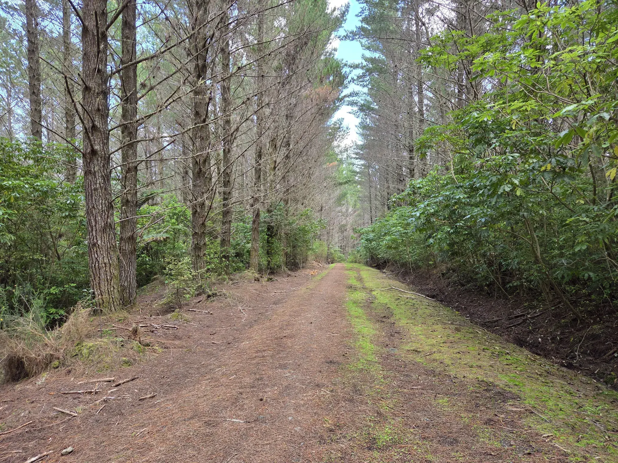 Riverhead Forest 
