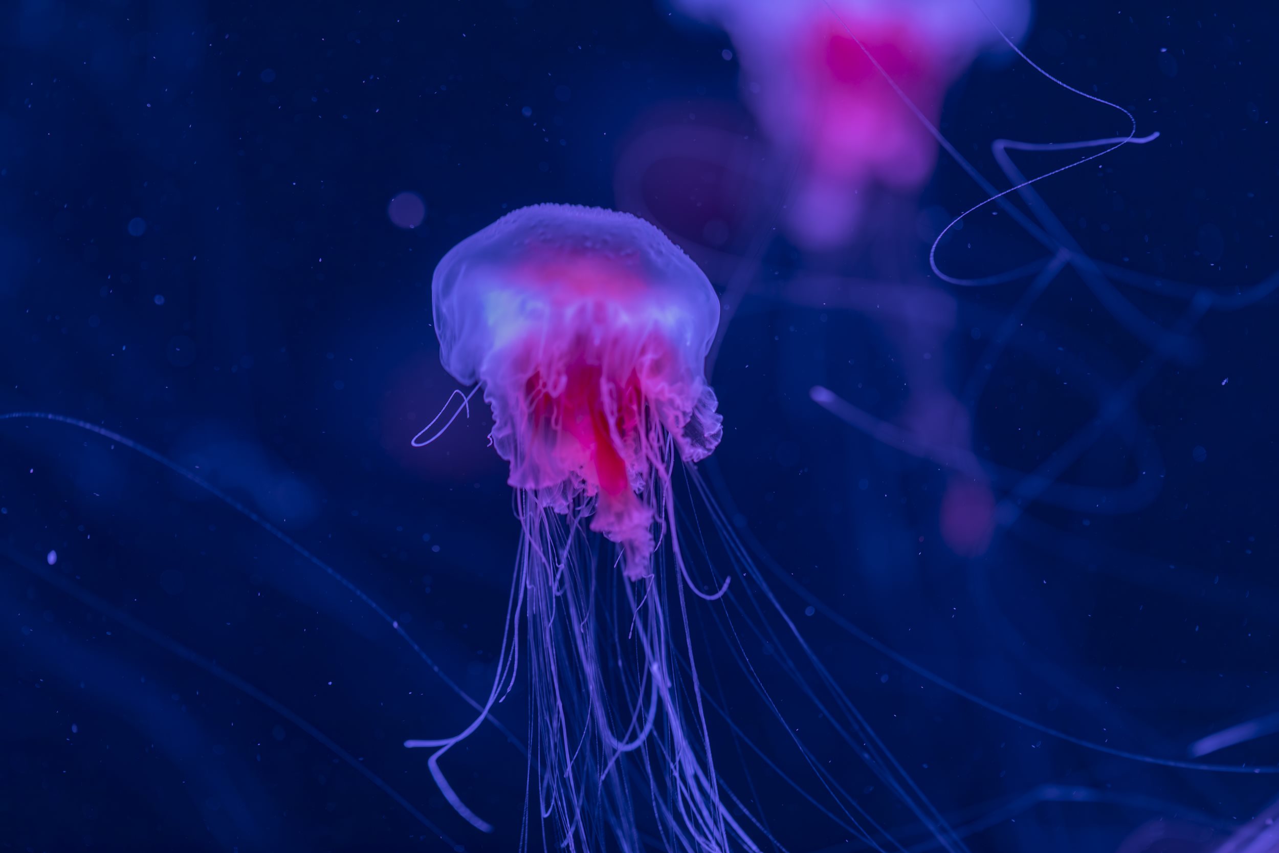 Jellyfish | SEA LIFE Kelly Tarlton's Aquarium