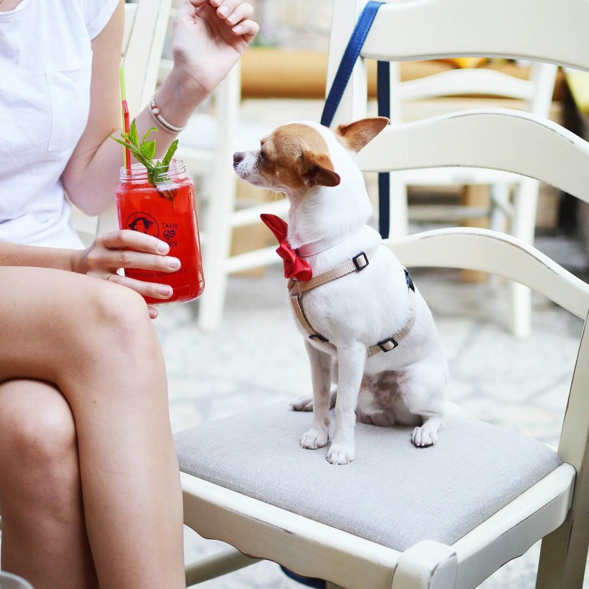 Pooch-approved hangouts