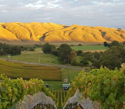 Wine, food and outdoor escapades in West Auckland