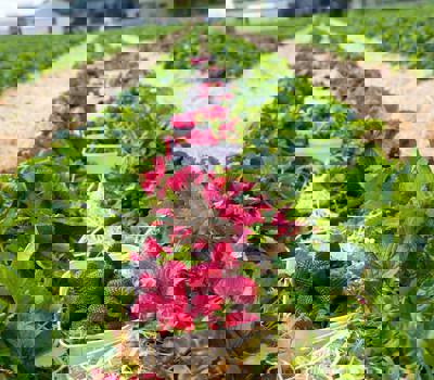 The Strawberry Farm