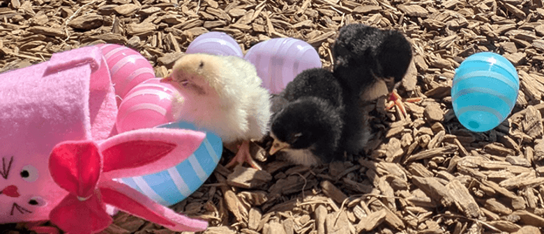 Easter and Holiday Fun at Butterfly Creek