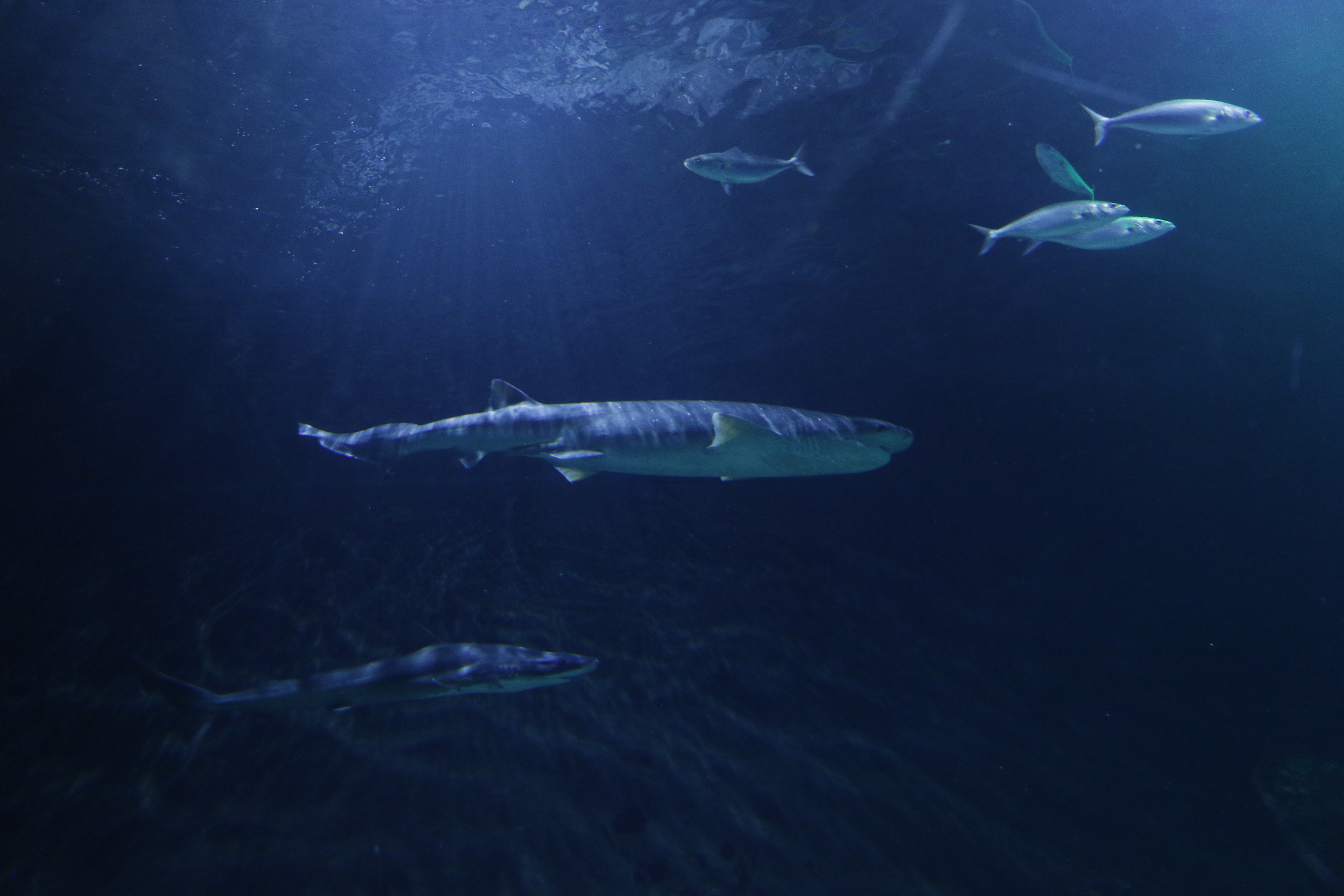 Discover Sharklife at SEA LIFE Kelly Tarlton’s Aquarium