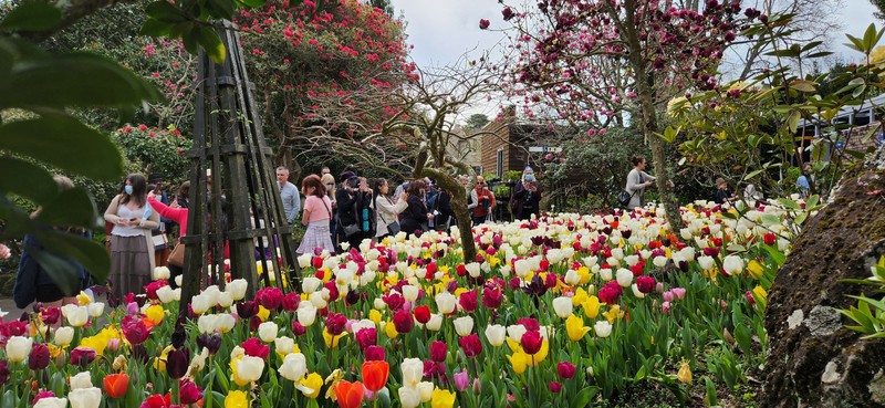 Annual Tulip Festival 2026