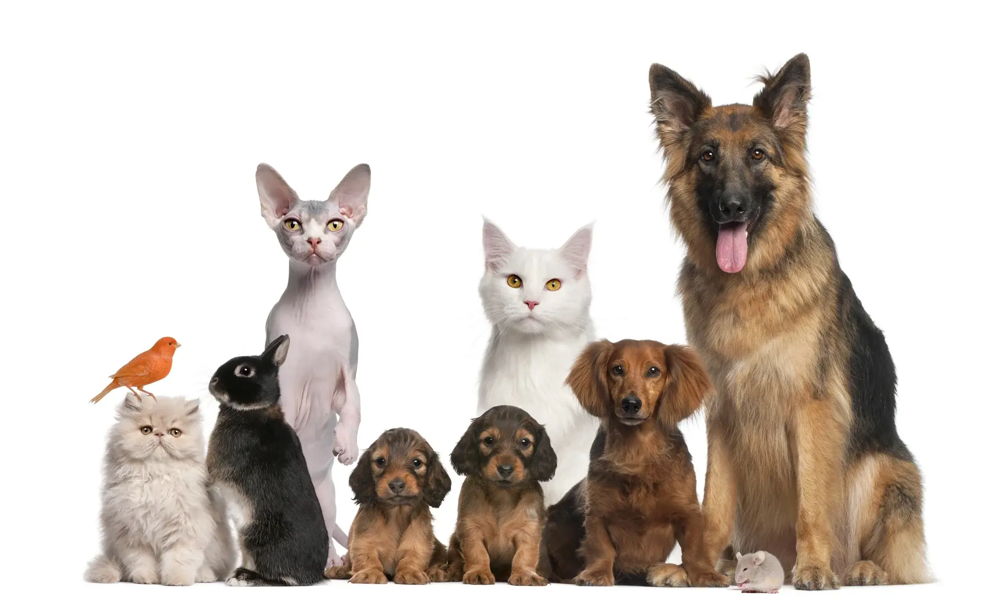 Auckland Pet & Animal Expo 2026