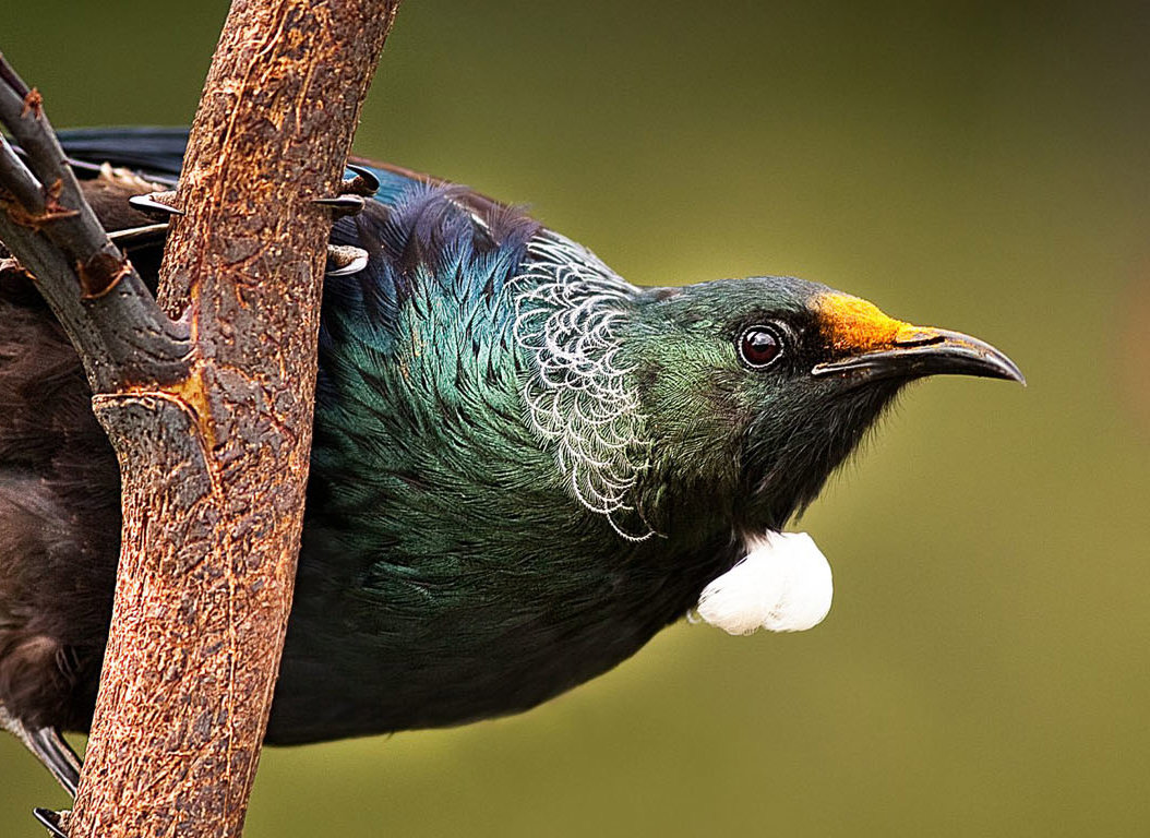 Hauturu Little Barrier Island