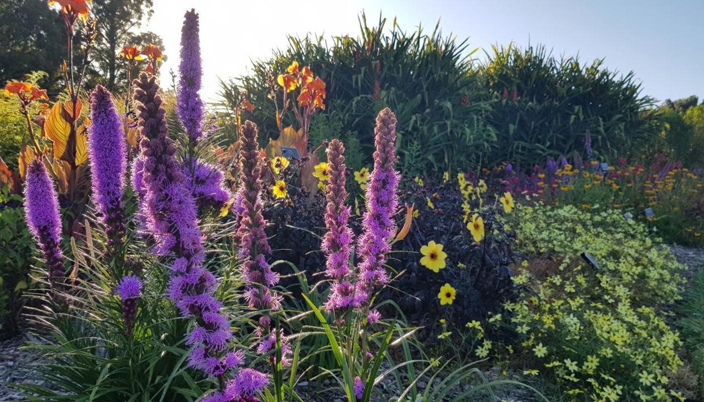 Perennial Garden on a summer morning.