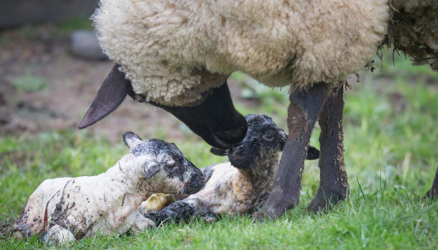 A beautiful mother ewe, with her twin lambs, just born