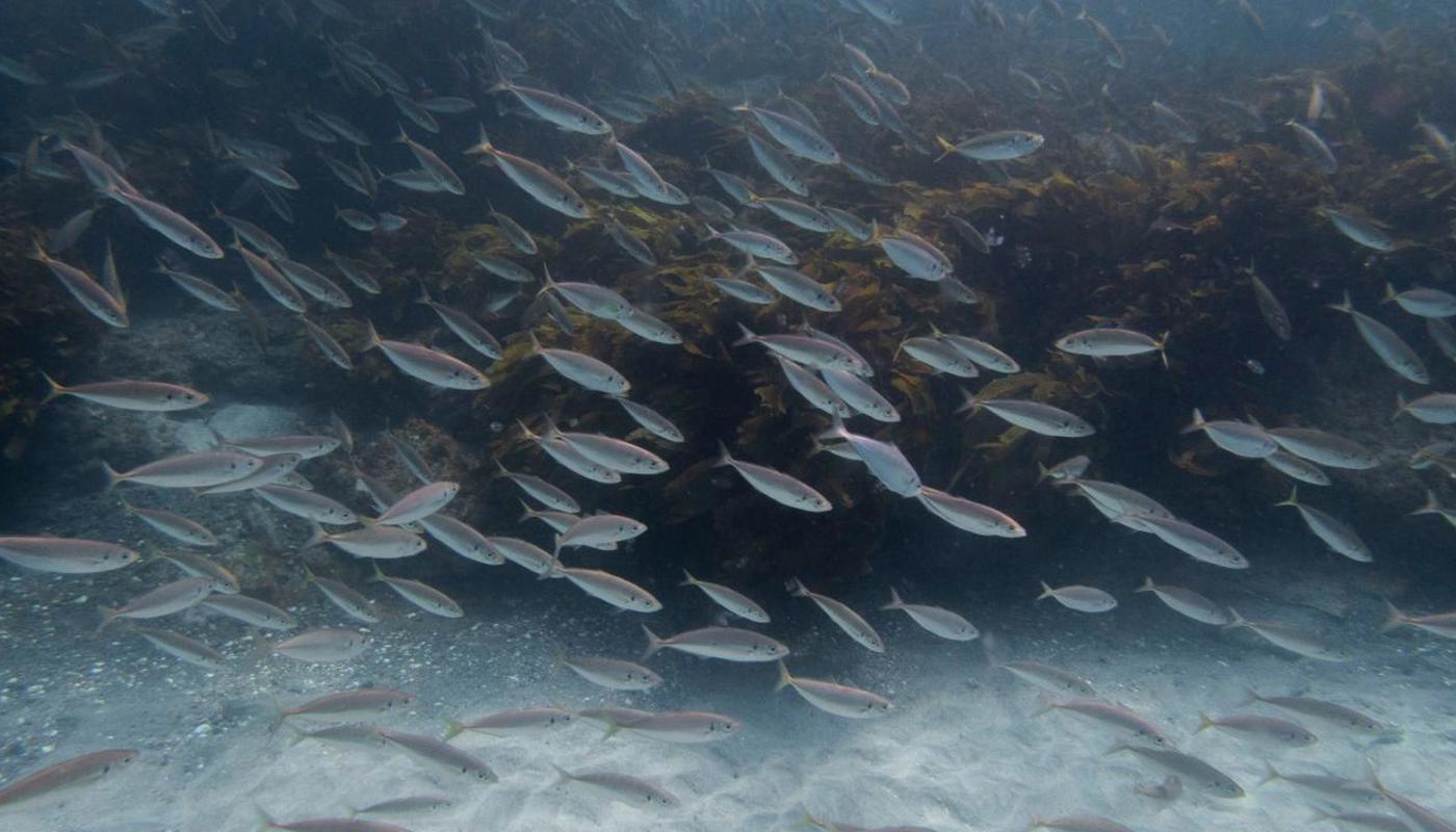 School of fish.