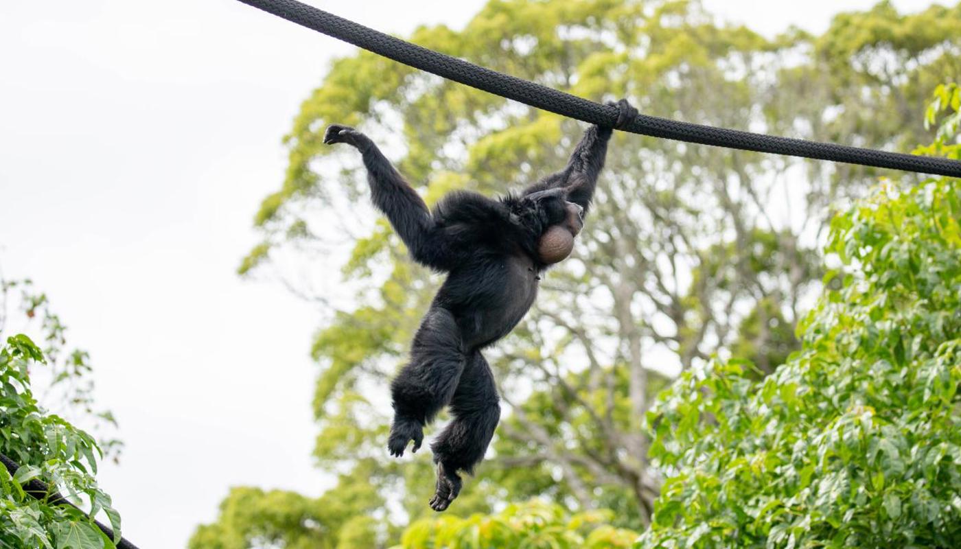 Siamang in new South East Asia Jungle Track