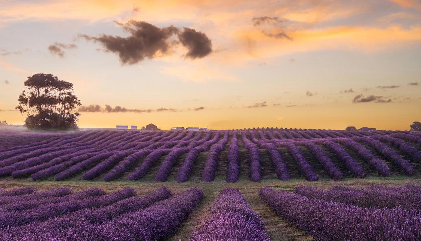 Sunset and lavender.