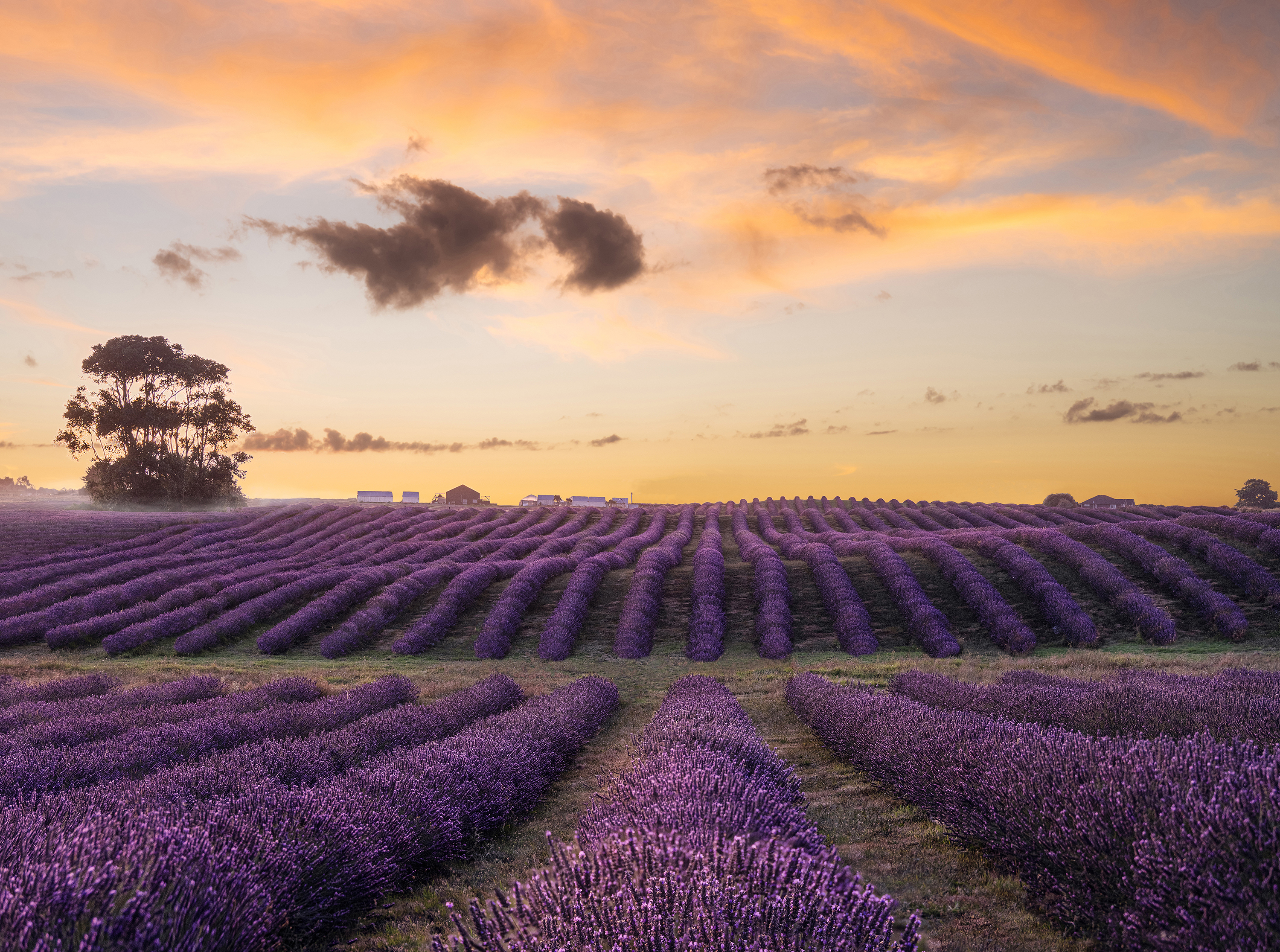 CCT Lavender  Farm &  Cafe