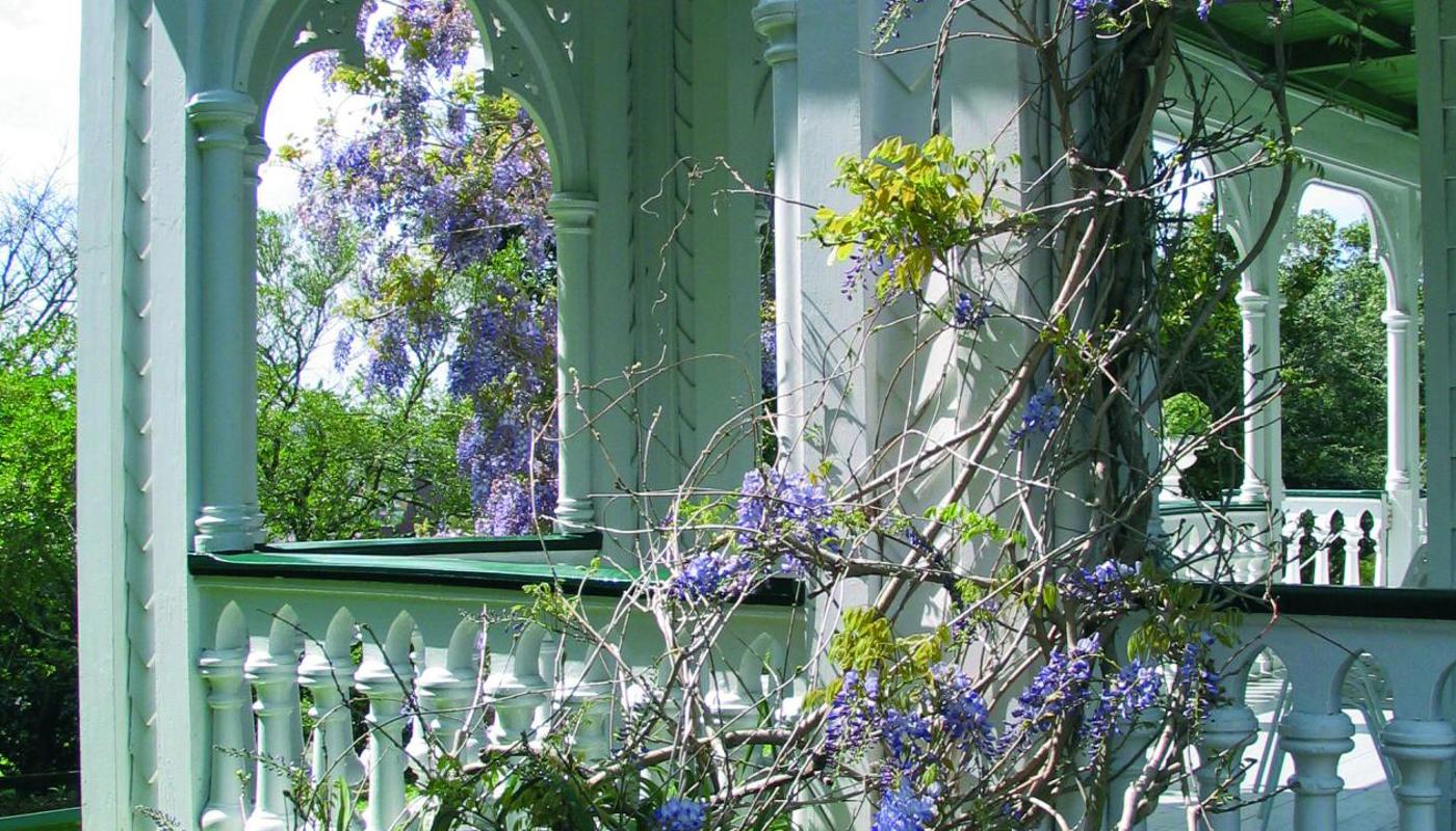 Alberton wisteria