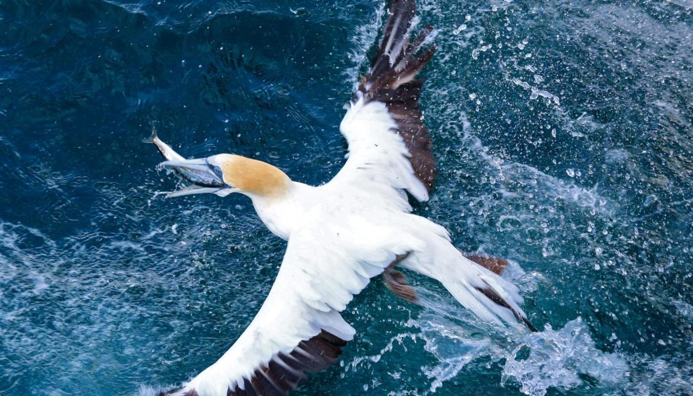 Muriwai Gannet Kolonie auf den Klippen