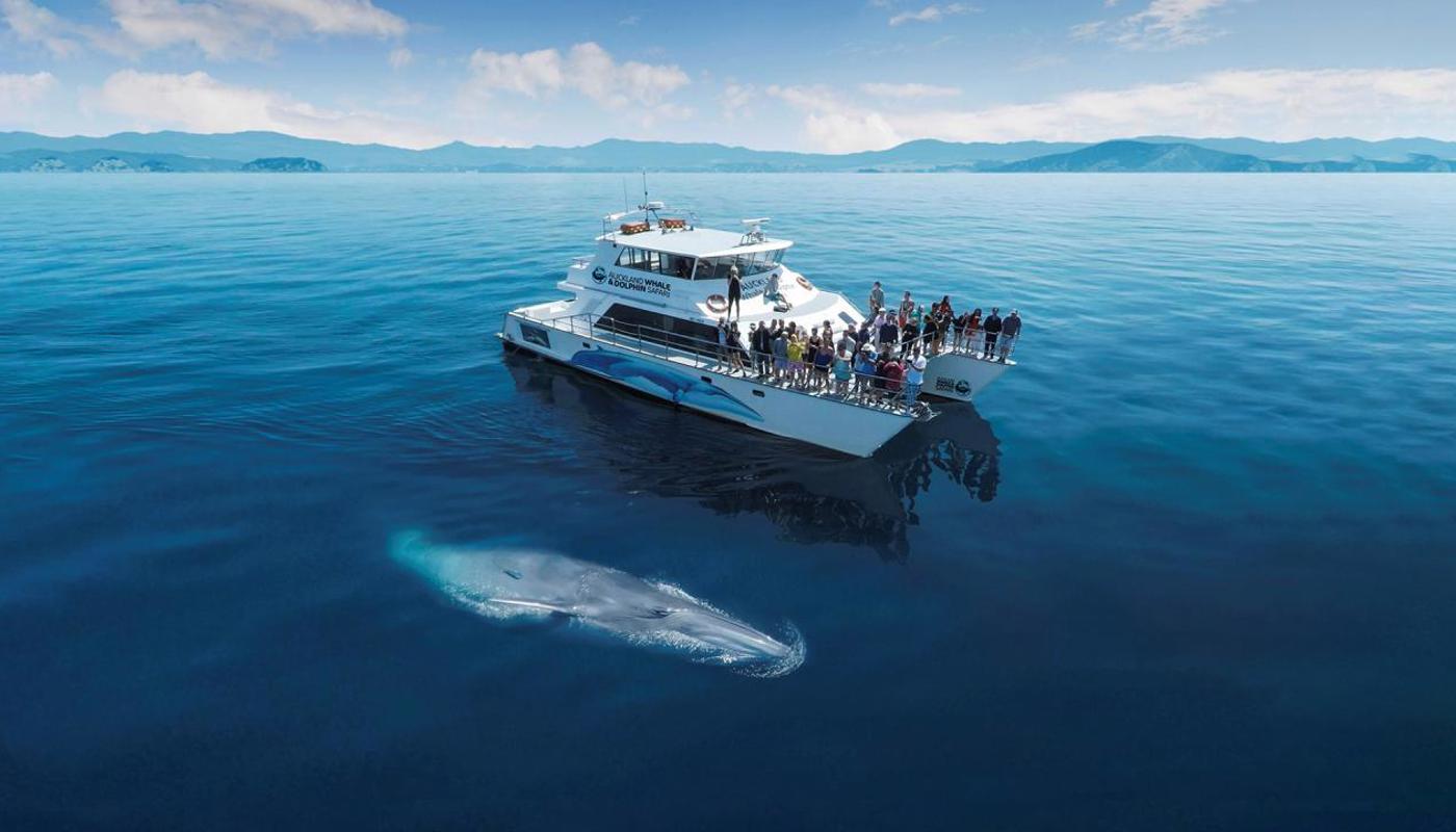 Auckland Whale & Dolphin Safari Image 1