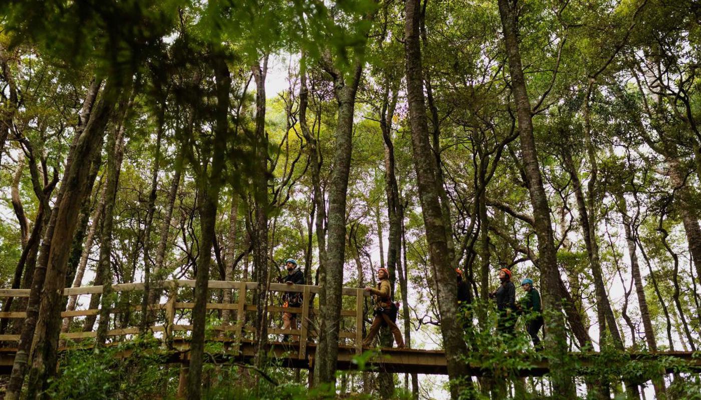 Traversing mesmerising kauri groves