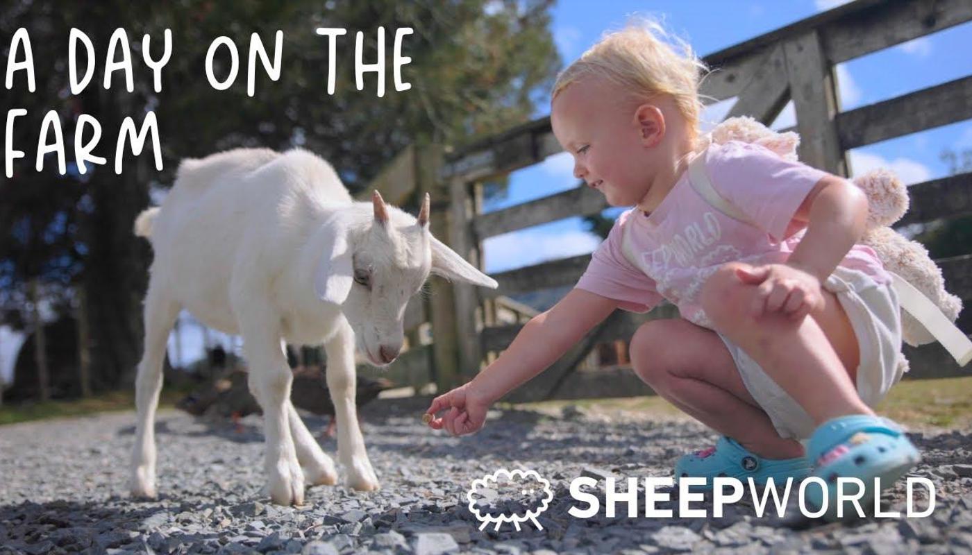 A Day at Sheepworld Not Just Sheep