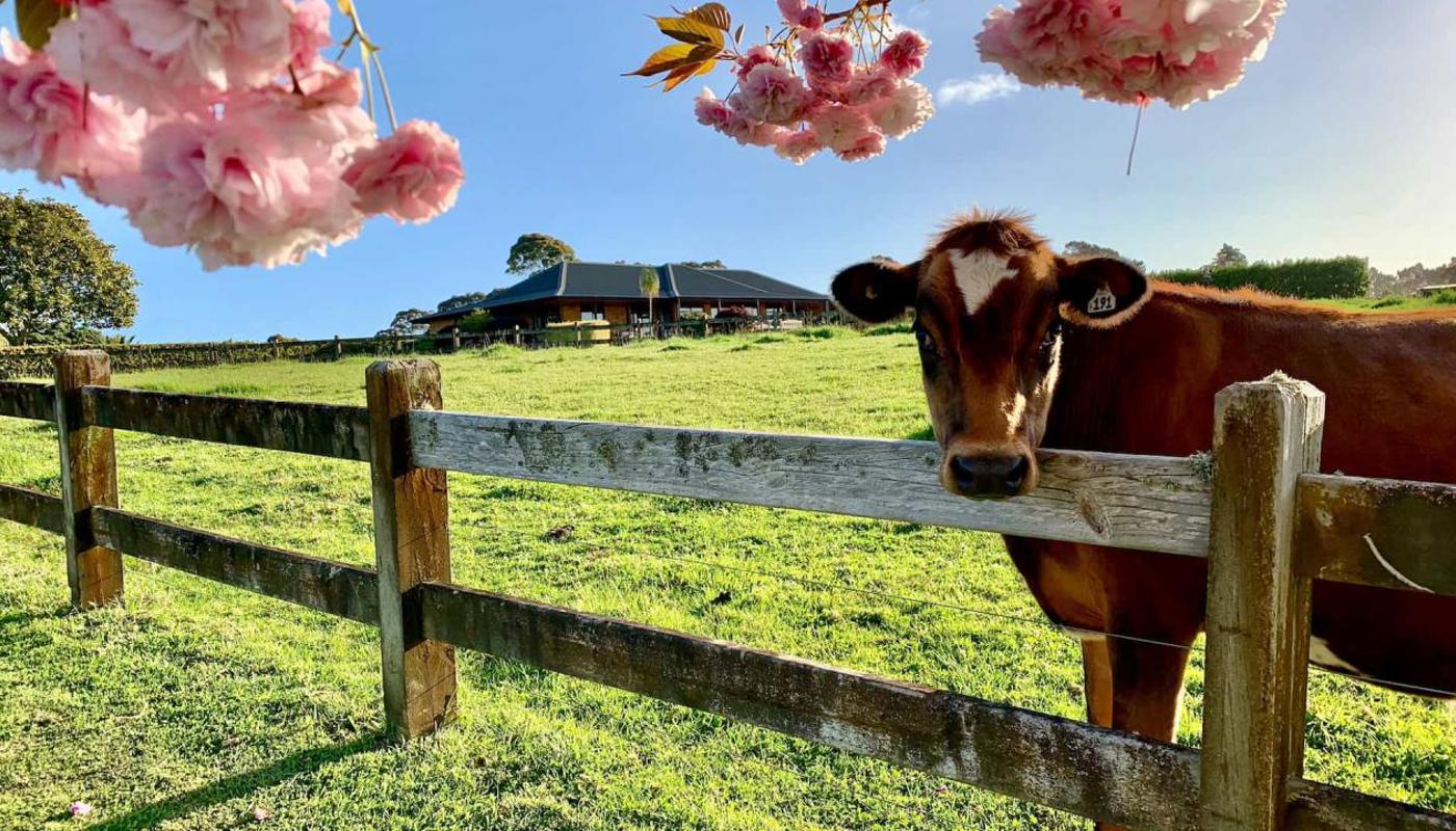 Meet our friendly farm animals