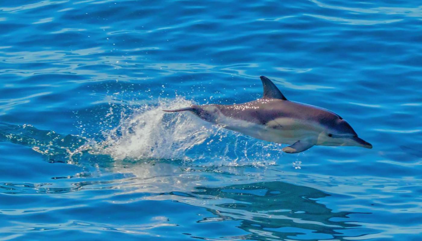 Common Dolphin