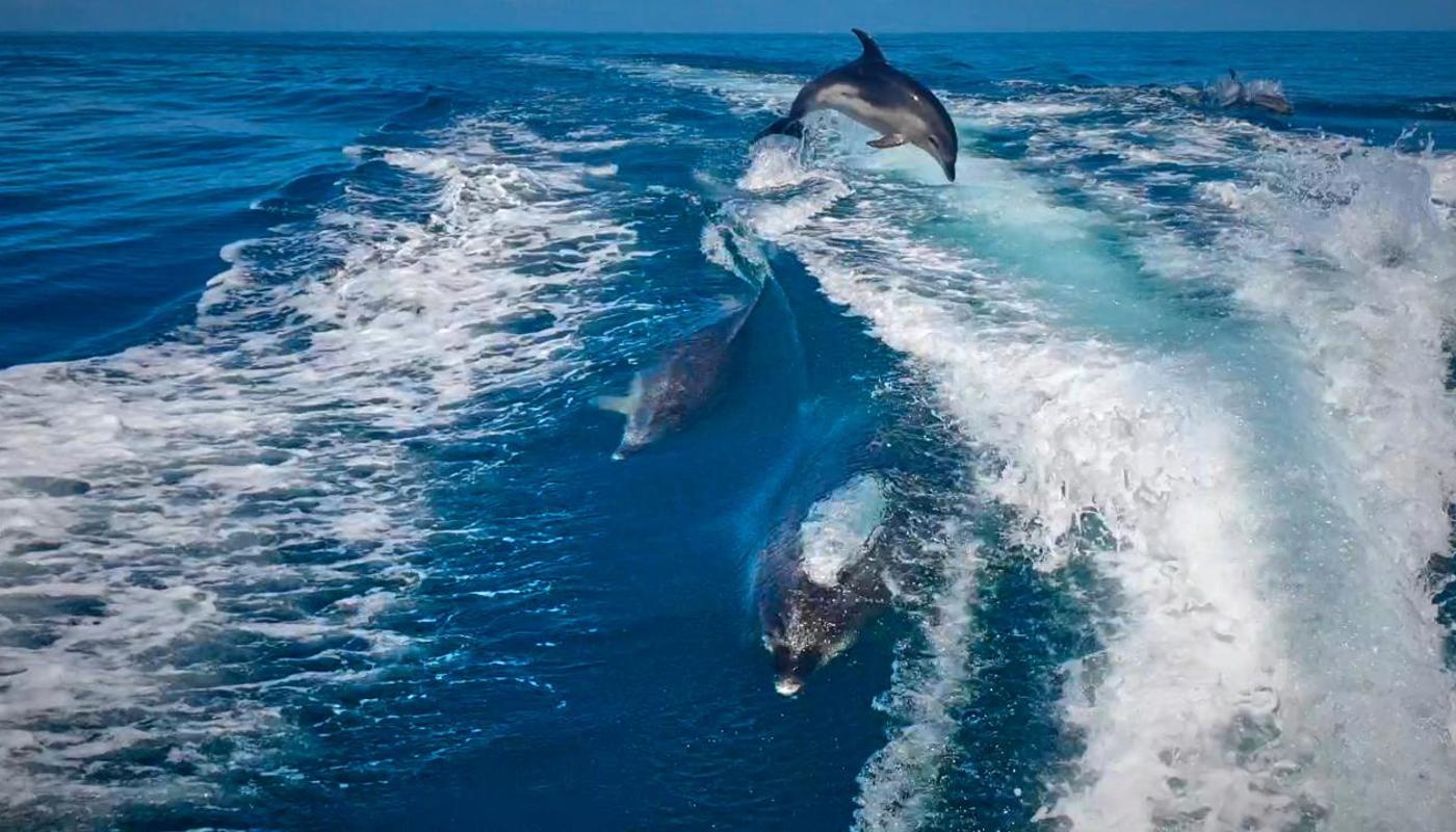 Bottle nose dolphins playing with the boat wake
