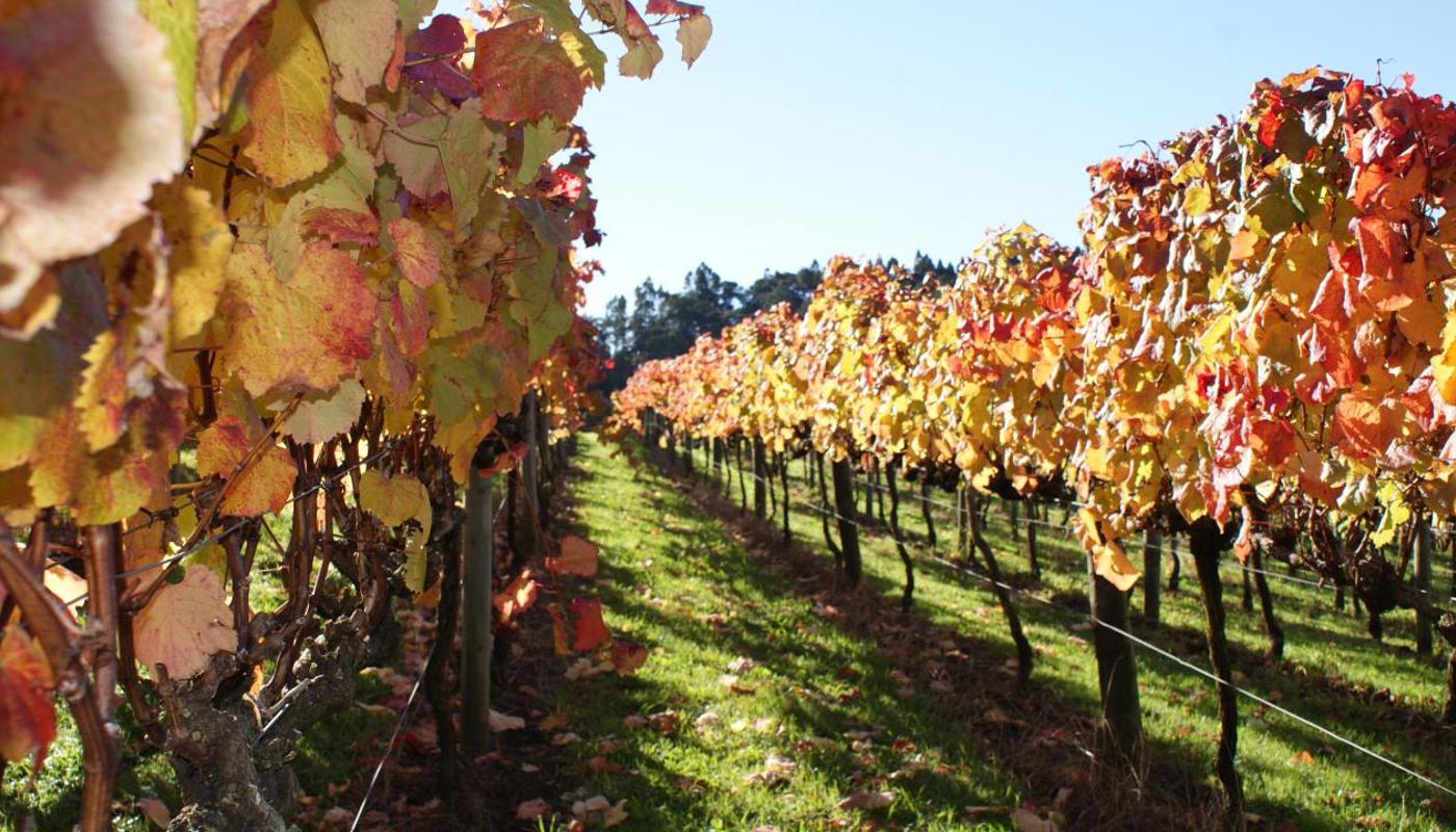 Get amongst the vines with Vintner and the flavor story that starts here.