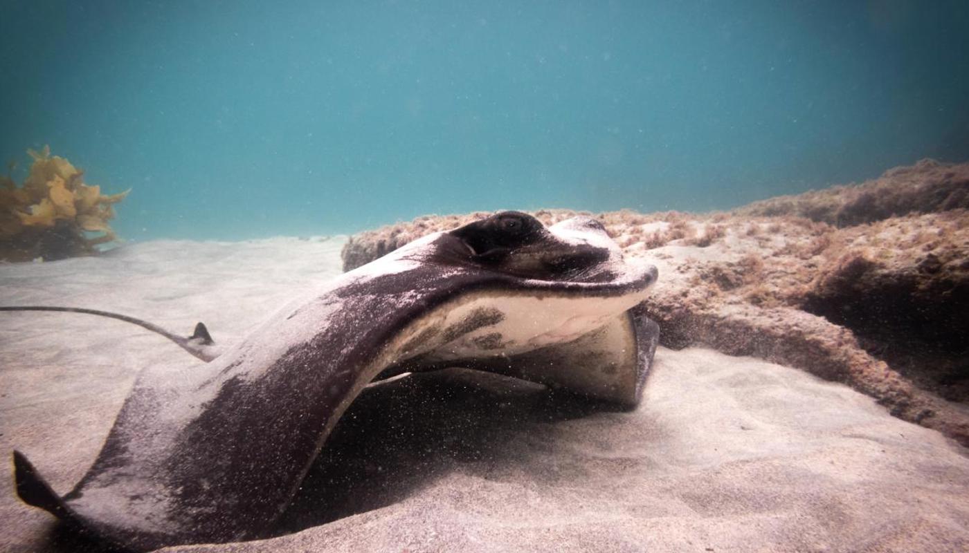 Eagle Ray.