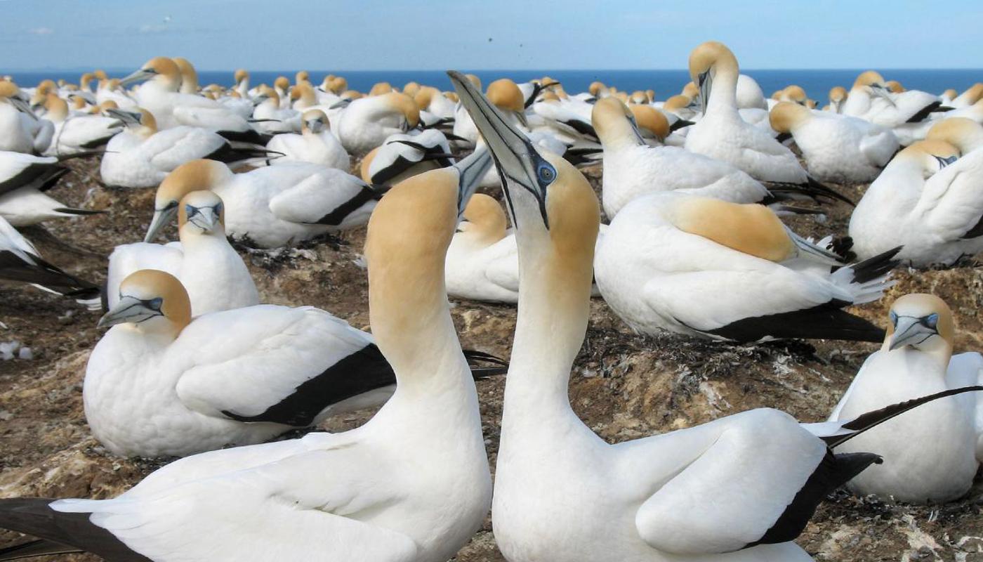 Gannets