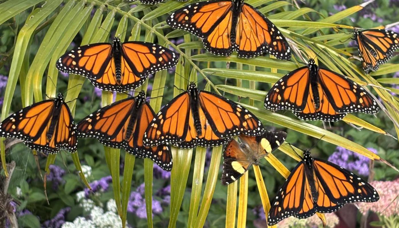 Hundreds of monarch butterflies in the butterfly house
