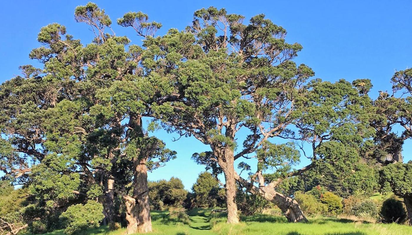 Waiheke Island Bush & Beach Walk