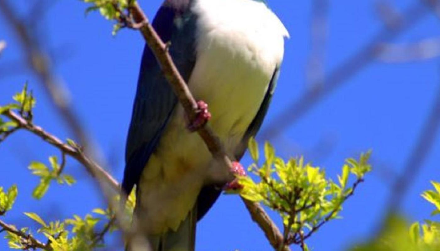 Kereru