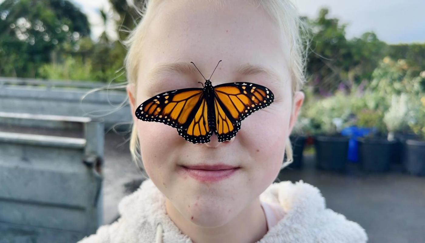 Come and experience the magic of the monarch up close