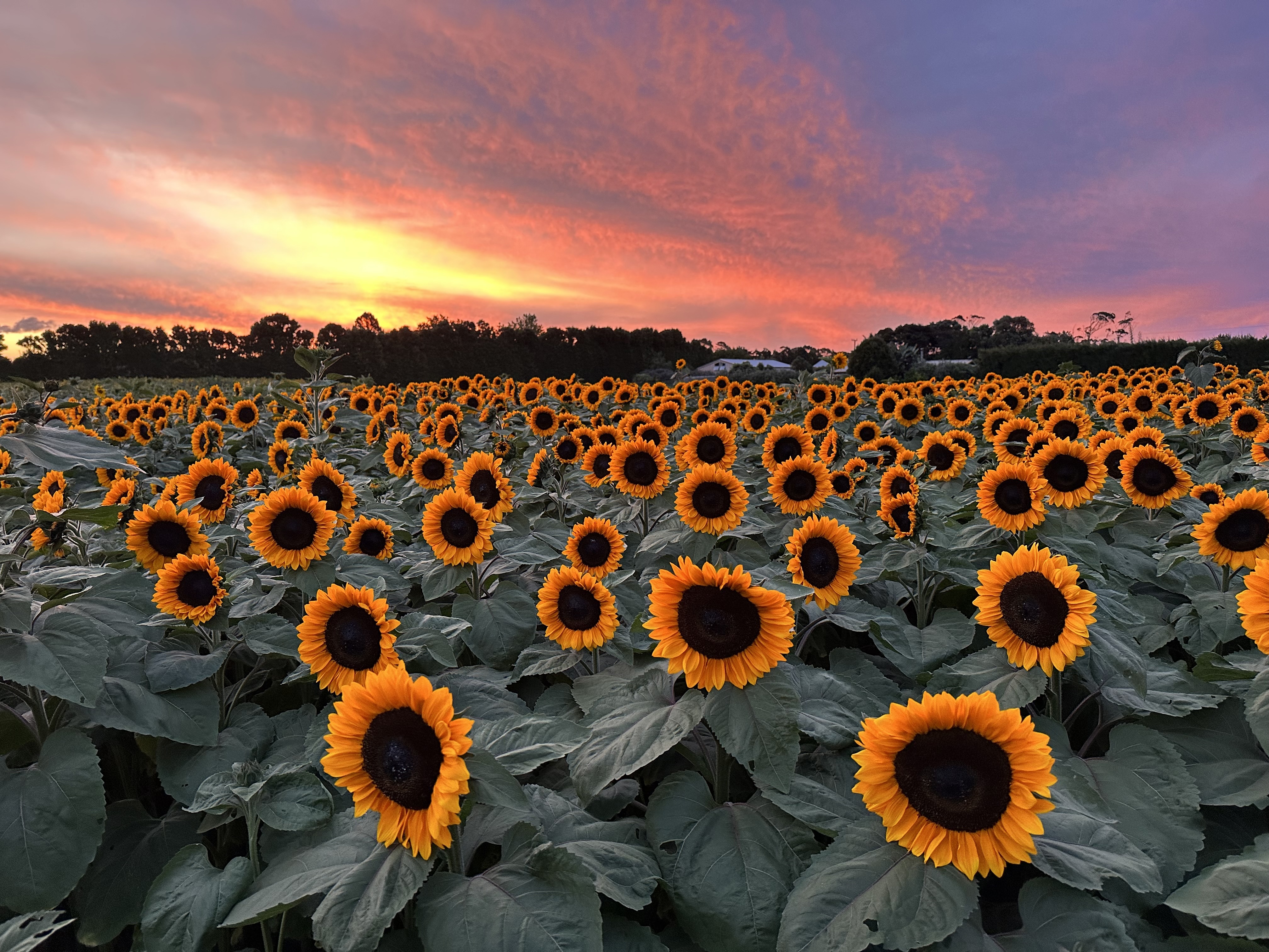 Franklin Farm – Sunflowers, Butterfly House & Farmyard