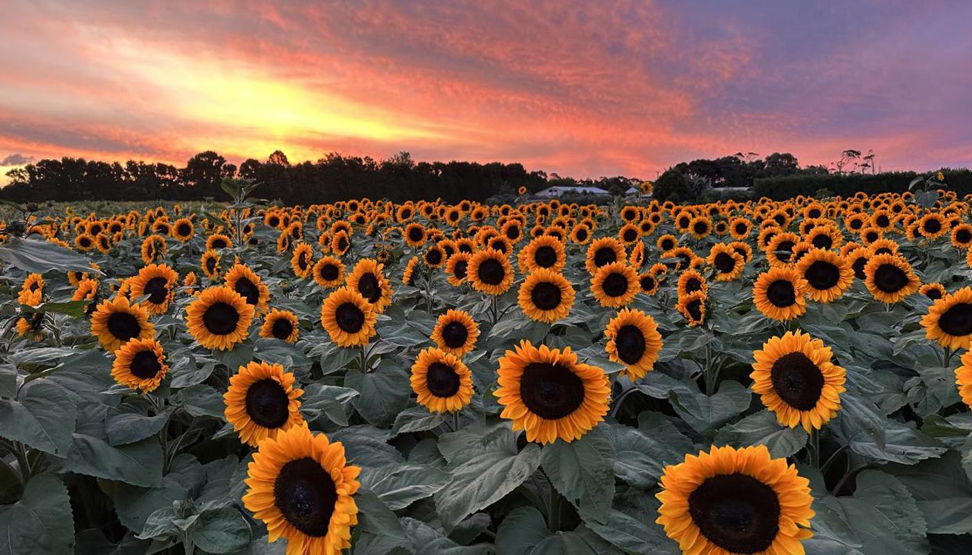 Sunflower Fields at sunset