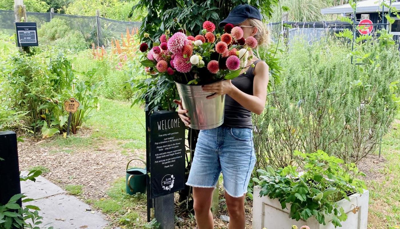 Girl picking buckets of dahlias at Slow Blooms pick-your-own garden.