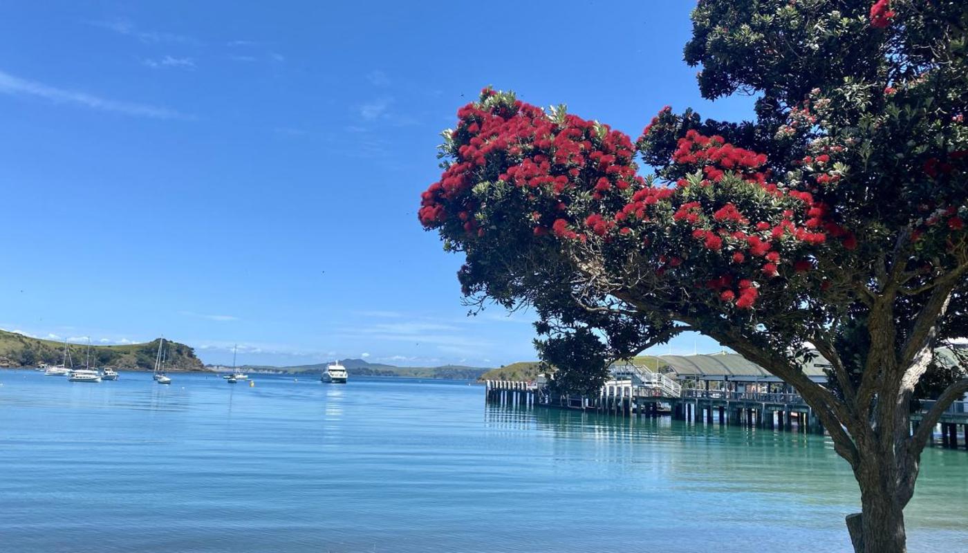 Waiheke Ferry arriving at Matiatia Wharf, Waiheke Island with Pohutukawa in flower