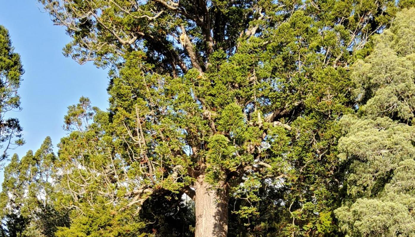 McKinney Kauri Tree