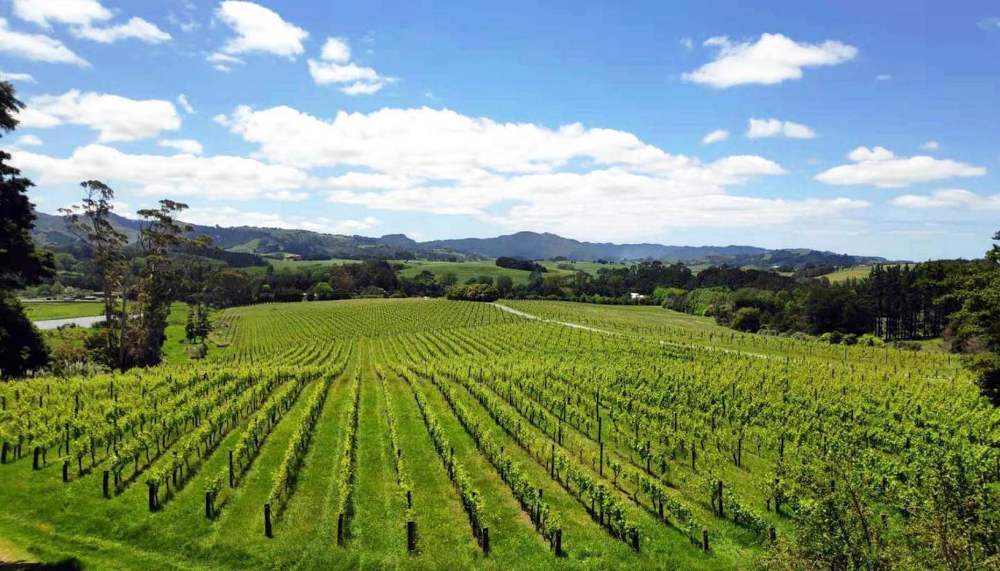 Matakana Estate Vineyard