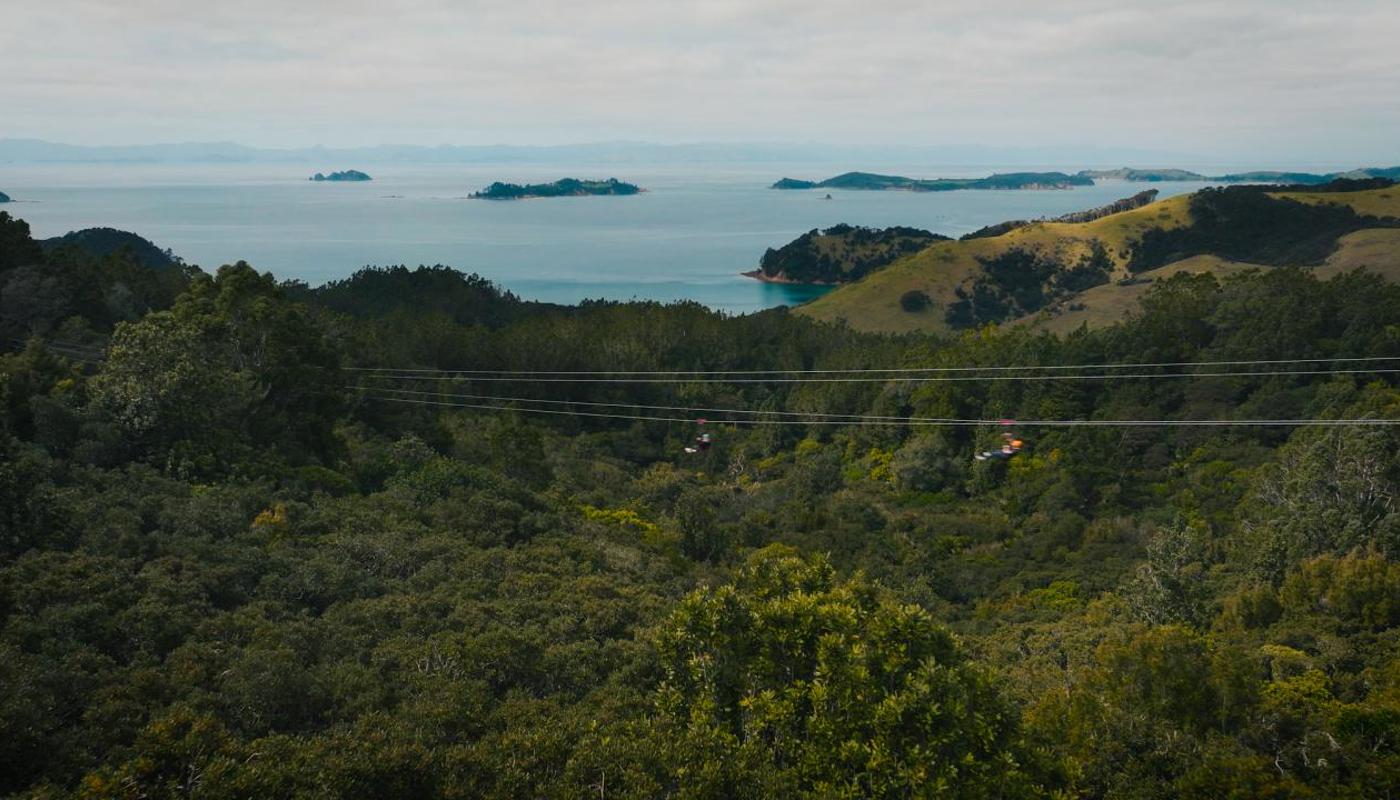 Soar above the canopies with the Hauraki Gulf as your backdrop
