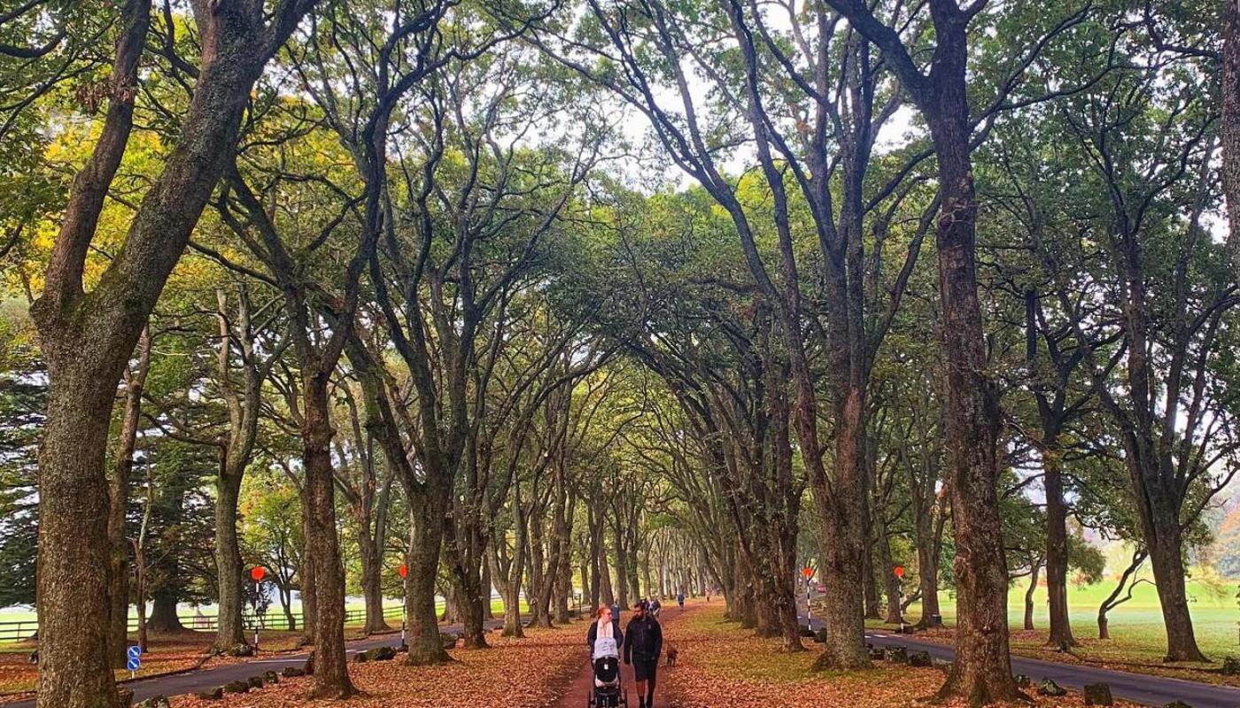 Cornwall Park, Auckland
