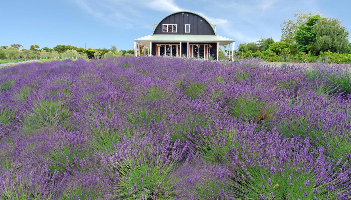 Lavender Hill - Luxury B&B