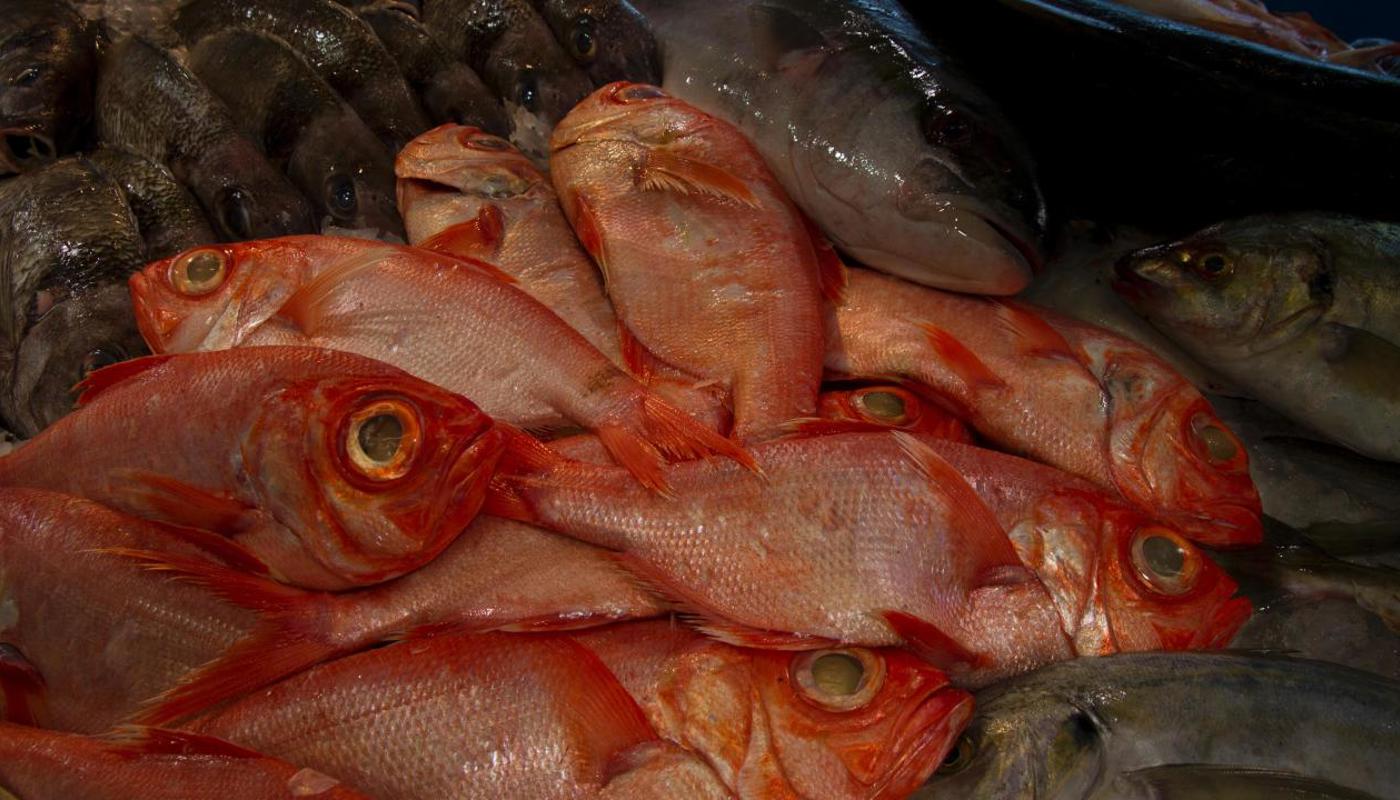 Fresh Fish