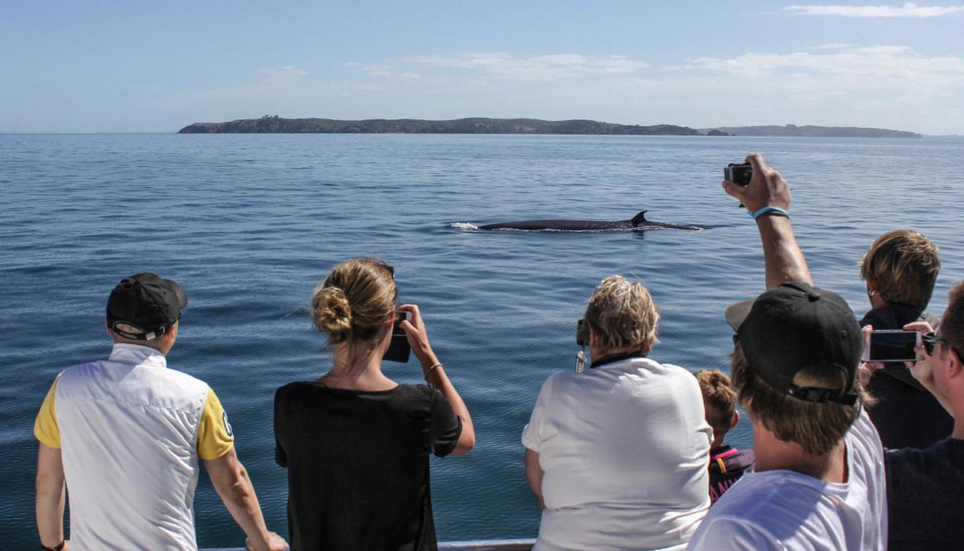 We encounter whales year-round in Auckland's Hauraki Gulf Marine Park.