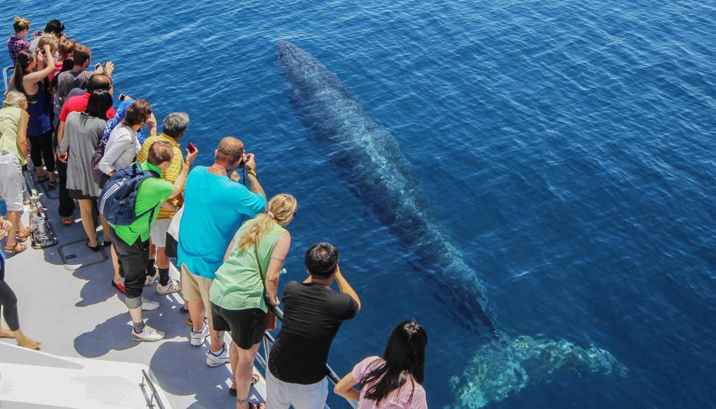 Auckland Whale & Dolphin Safari Image 4