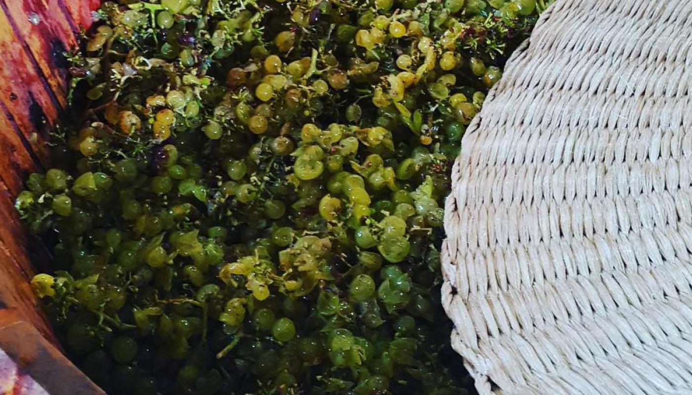 Basket pressing grapes at Kennedy Point Vineyard